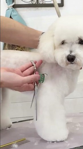 Mastering the Art of Dog Hair Trimming: Simple & Effective Tips