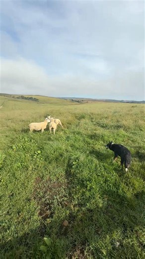 Rebanhos são muito diferente entre si. Preciso entender essas sutilezas para ajudar meu cão