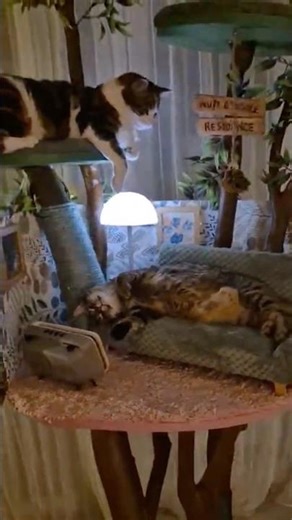 She Built Her Cats a Living Room… in a Cat Tree