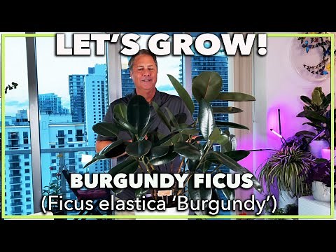 HOW TO GROW RUBBER TREE AS HOUSE PLANT