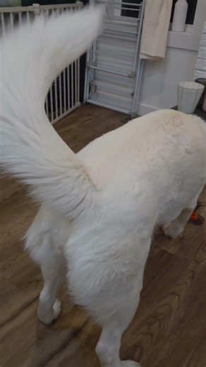 Subscribe for more fun and relatable dog videos #husky #dogshorts #puppy #cutedogs #funnyvideo