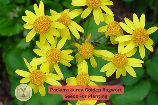 Packera Aurea Seeds | Golden Ragwort | Native Perennial Wildflower | Yellow Spring Blooms | 100 Seeds - Etsy