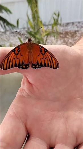 A Gulf Fritillary From Chrysalis to 1st Flight🦋💕October 17, 2025