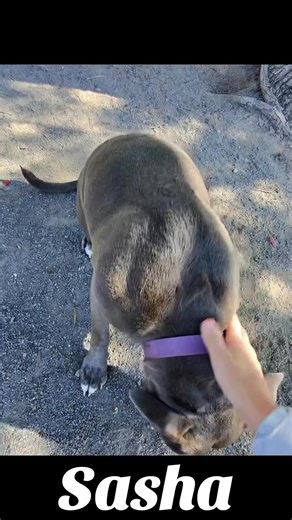 Pretty princess Sasha | Edison Municipal Animal Shelter