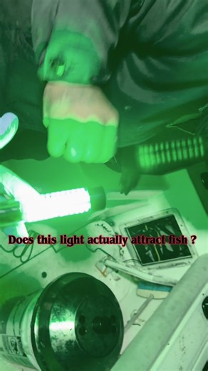 Does this green light actually help catch fish ? #fishinggear #saltwaterfishing #fishingbait #livebaitfishing #catchandcook