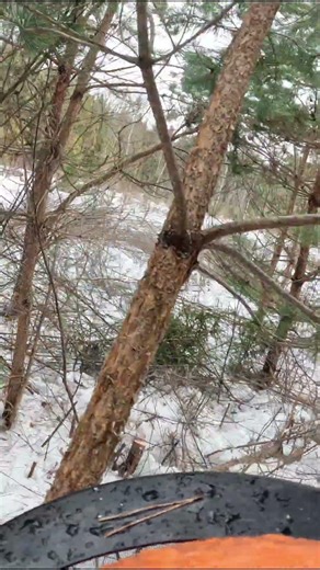 That’s why a pine tree always tries to hook onto something.#forest #forestry #hardwork #wood #job