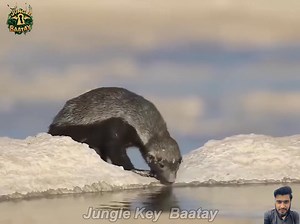 2.8M views · 10K reactions | Honey begger and Hyenas Fight | Jungle Key Baatay | Facebook