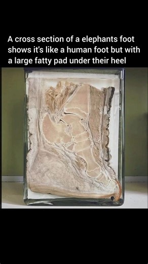Inside an elephant’s foot.