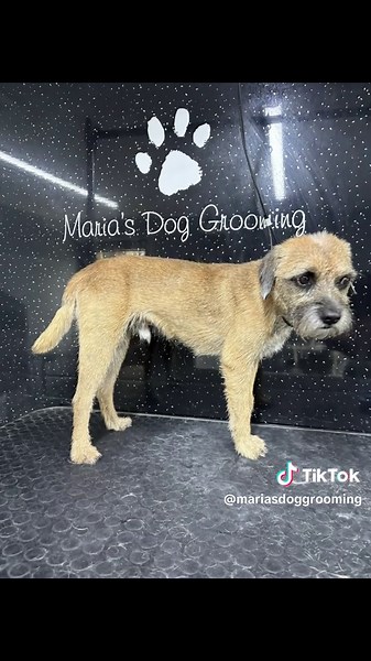 Border Terrier Hand Stripping Grooming Tips