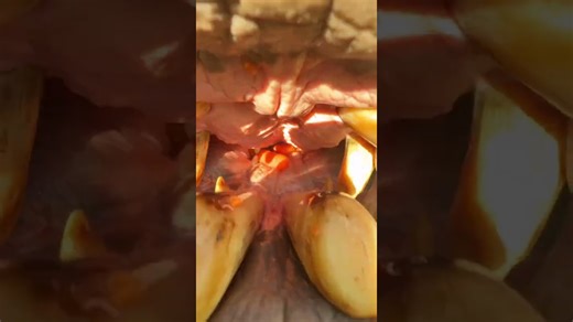 Hippo enjoys a crunchy carrot during snack time