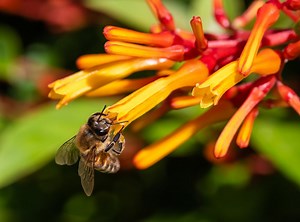 What Is Poisonous Honey? | How It's Produced & Its History