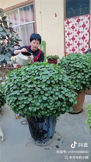 Village Farming-agricultural flower #shorts #plants #flowers #viral