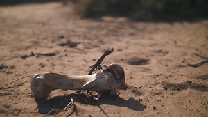 Animal bone in the desert. Man walks by.