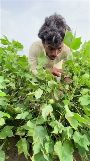 🐦 Hidden Bird Nest Found During Cotton Harvest | Heartwarming Moment ❤️