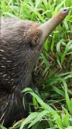 Australian Echidna in the Wild – One of the World's Strangest Mammals 🦔😲 | 4K
