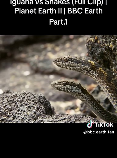 Iguana vs Snakes (Full Clip) | Planet Earth II | BBC Earth#lguana#vs#snakes