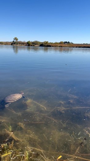 At Dankworth Pond the cattails and weeds have been cleared, and the water is looking full and beautiful again! 🌿💧 Even our resident turtle couldn’t resist soaking up the sunshine. 🐢☀️ #ArizonaStateParks #NatureRefreshed” | Roper Lake State Park