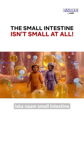 Small Intestine = Big Role in Your Body (Shocking Facts)
