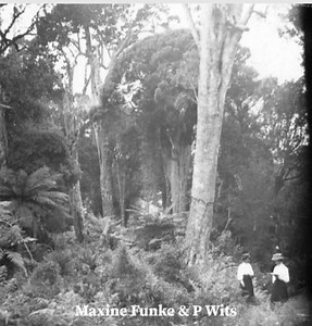 Maxine Funke & P Wits - Forest Photographer