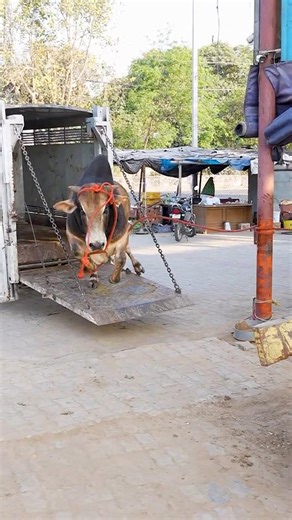 Aggressive Bull Horn Injured | Third Eye Open | Rescued #rescue #animals #fyp #shorts #bull #fypシ