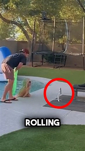 1.1M views · 7.5K reactions | Unexpected twist on a normal afternoon by the pool #reelsviral #reelsfb | Fast Motion | Facebook