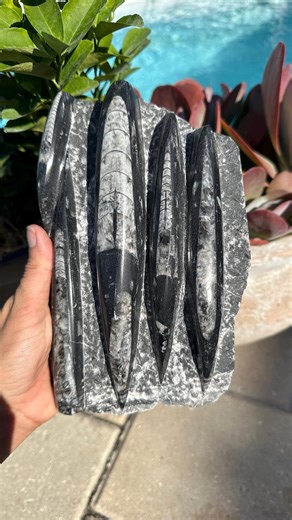 Orthoceras Fossil Plate, 8" Display Piece - Etsy