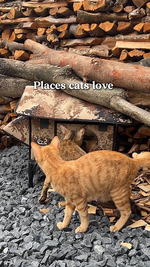 Cold nights are tough. Your cat’s shelter shouldn’t be. Discover a warmer, safer home built for real winter comfort. Explore more on our website — see why so many cats love it. 👉clawsable.com #cathouse #catrescue #clawsable #feralcats #heatedcathouse #catasmr #catshelter #rescuecat #outdoorcats #communitycats #wintercats | Clawsable