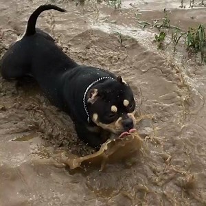 11K views · 628 reactions | By: @thebullyinstinct This bully can can have fun anywhere! #fitness #fitlife #ilovebgm #americanbully #pitbull #abkc #bbcr #bulldog #frenchbulldog #mansbestfriend #dogs #skatelife #skateboarder #hiphop #music #bullybreed #exoticbully #bullylife #gottiline #razorsedge #bullyshows #cooldogs #lovebully #bigdogs #coolbreeds #dogrescue #bullygirlmagazine #mma #bikelife | Bully Girl Magazine | Facebook
