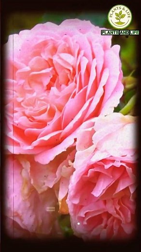 DIY Homemade Fertilizer Mix for Roses – Make Your Roses Bloom Bigger & Brighter!🌿 #garden #gardening