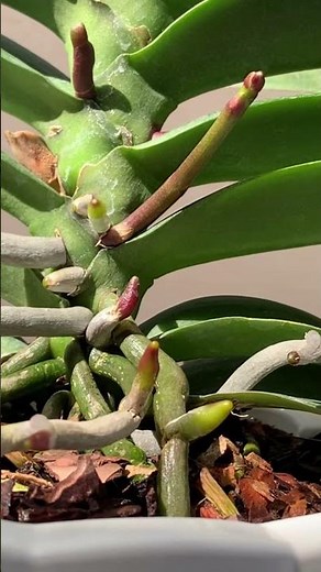 Just Sprinkle This! Orchids Bloom Again After 10 Years