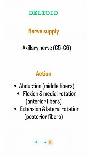 Deltoid Anatomy Explained: Origin, Insertion, Action & Nerve Supply ,StudyTip