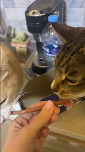 #cats #cat #веселыекоты #pet #kitten #pets