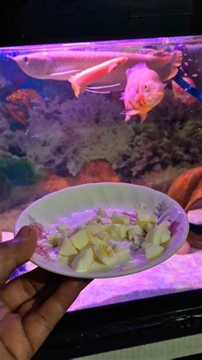 Boil egg for arowana 😱 #arowana #fish #oscarfish #shortsviral #viralvideo #ytshorts #shorts