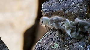 Watch Life Story Season 1 Episode 1 - First Steps