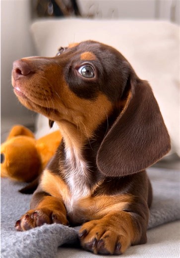 Adorable Dachshund Puppy Moments to Melt Your Heart