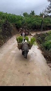 Pig a friendly and intelligent pet animal #PigsAsPets #IntelligentAnimals #FriendlyPigs #PetPigs #AnimalIntelligence #PigLove #FarmSanctuary #AnimalRescue #PetParent #PigAdoption #SmartPigs Pigs as pets, intelligent animals, friendly pigs, pet pigs, animal intelligence, pig love, farm sanctuary, animal rescue, pet parent, pig adoption, smart pigs. | GD King