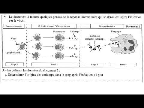 Immunité exercices corrigés 1