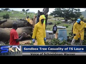 SANDBOX TREE