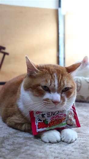 ミルクないちごのサンダー 260306 #のせ猫 #cat #cute #ネコ #猫のいる暮らし #ねこ #猫 #cutecat #猫のいる生活