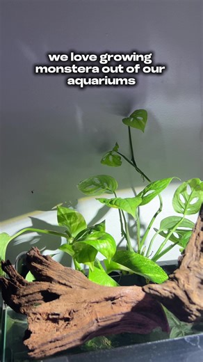 Houseplants for Nitrate and Phosphate Management