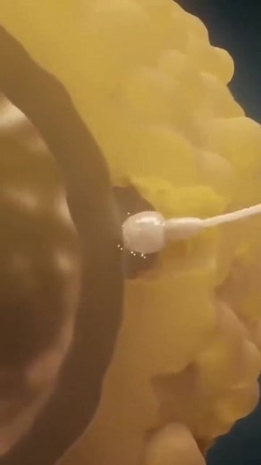 Ovulation full process 3D Animation #ovulation #full #babay #foryoupage #support #fypシ #viraltiktok #tiktokpakistan #tiktokpakisatnofficial