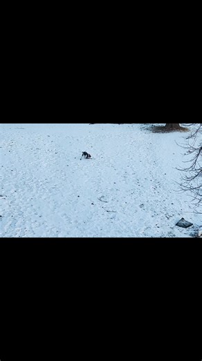 64 reactions · 4 comments | That’s it, I’m returning all the expensive, indestructible dog toys and replacing them with frozen door mats from the dollar tree. | SoulSpace Farm Sanctuary | Facebook