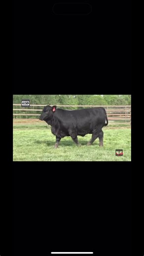 Quail Valley Farms Elite Female Sale Announcement