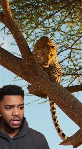 Giant Elephant Rescues Gazelle from Leopard’s Jaws: A Breathtaking Moment! #wildlife #leopard