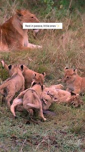 19K views · 1.9K reactions | “Rest in peace, my little ones. They...