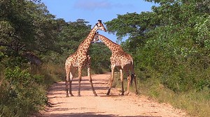 Watch as these Giraffes fight in the middle of the road in Kruger National Park, South Africa. #animals #safari #nature #wildlife #amazing | Wildest Kruger Sightings