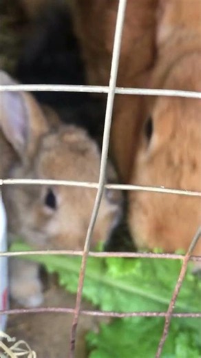 July 05, 2026 Cute rabbits 🐇 #rabbit #rabbitbaby #cute #rabbids #funny #shorts