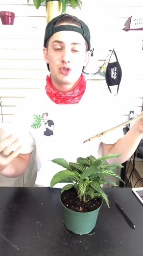 28K views · 479 reactions | X factor plant tip #houseplants #plantpeople #planttips #plants #plantlife #gardening | Tanner The Planter | Facebook