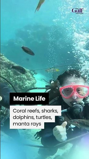 Red Sea Diving: Top Tips for an Unforgettable Underwater Adventure