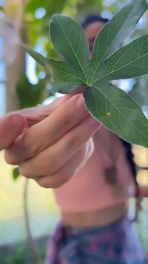 Chau Ansiedad 👋🌿 Con Passiflora caerulea. Te cuento abajo 👇 Esta fue la primera Tintura Madre que tomé y la primara que preparé 💓 Con Mburucuyá (también conocida como flor de cristo, pasionaria, flor de la pasión o parchita) no sólo me sacó de los ataques de pánico, también me ayudó a dormir mejor, las migrañas, los dolores menstruales y las contracturas 💚 Porque EN UNA PLANTA ENTRA UN BOTIQUÍN ENTERO 💚 No te olvides de compartir esta información con quien creas que lo necesita 🙌 podes et